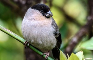 Azores Biodiversity Database